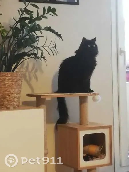 Chat noir perdu à Villeurbanne - photo