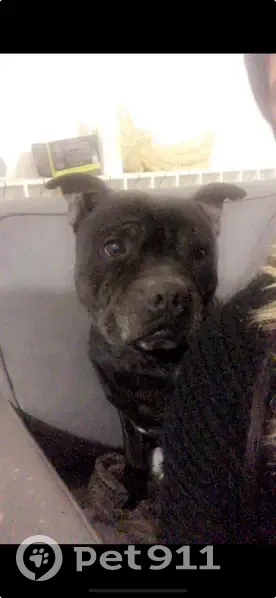 Staffy noir perdu à Marseille - photo