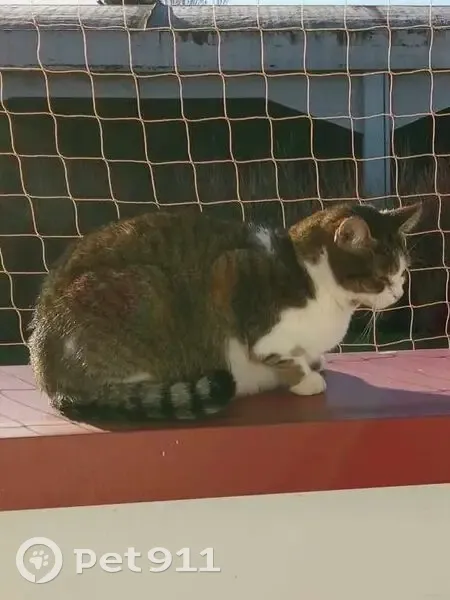 Chat perdu à Croix : Frimousse recherché - photo