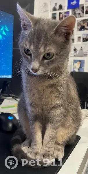 Chatte grise disparue à Gennevilliers - photo