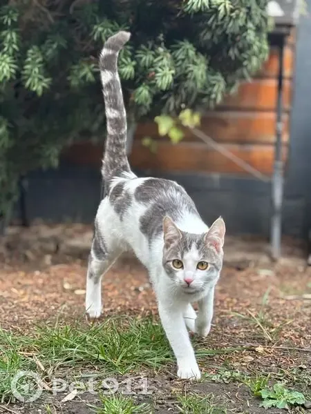 Chat perdu à Talange, Rue de Metz 99 - photo