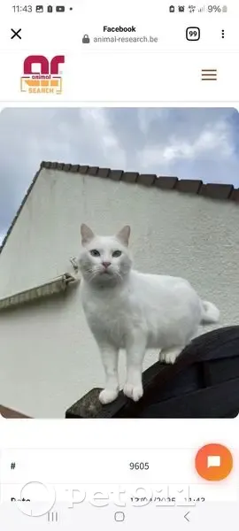 Chat blanc mâle perdu à Bazinghen - photo