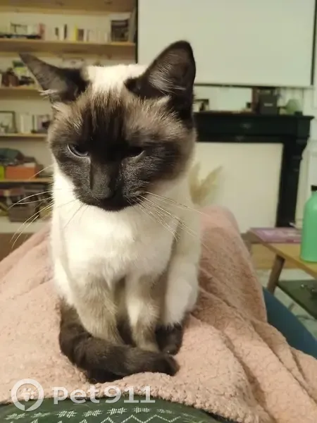 Chat croisé siamois perdu à Lille - photo
