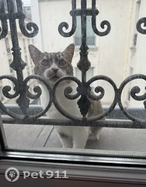 Chat trouvé rue Fourcroy, Paris 17e - photo
