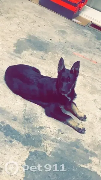 Chien perdu, type malinois, Le Marais Héry - photo