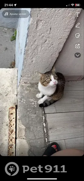 Chat mâle non castré perdu à Dijon - photo