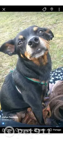 Pinscher nain perdu à Bizanos - photo