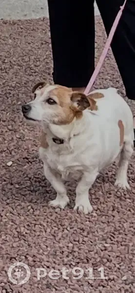Chienne type Jack Russel trouvée à Nantes - photo