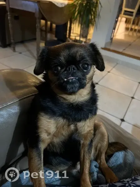 Chienne brabançon disparue à Colmar - photo