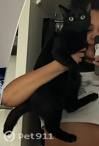 Chat noir perdu à Montreuil : Tobby disparu - photo