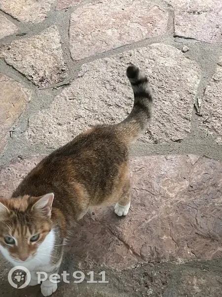 Chat trouvé sans collier à Saint-Cyr - photo
