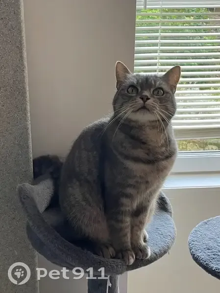 Chat perdu : femelle tigrée grise à Semoy - photo