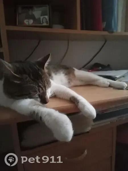 Chat perdu rue Berbisey, Dijon - photo