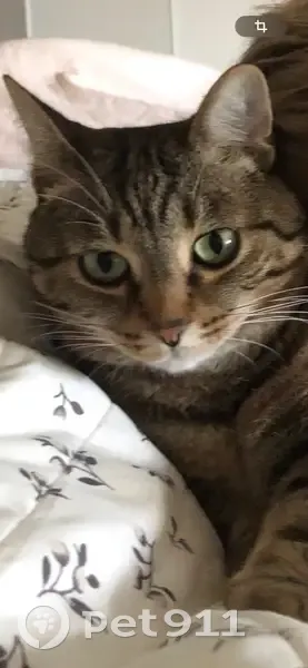 Disparition : Chat tigré Sacha à Belfort - photo