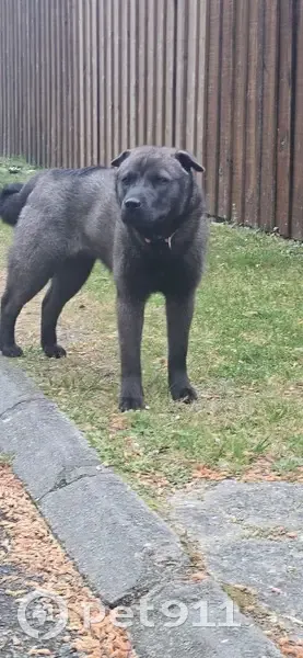 Chienne croisée noire/grise trouvée à Lacanau - photo