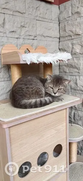 Chat gris mâle trouvé, Chemin du Mont-Gros - photo