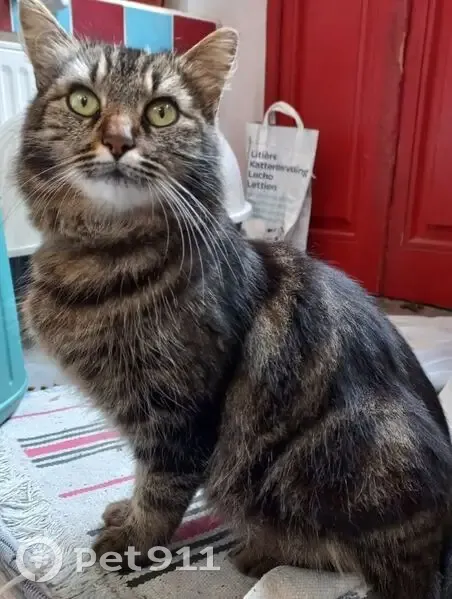 Chatte Lola disparue, peut avoir mis bas - photo