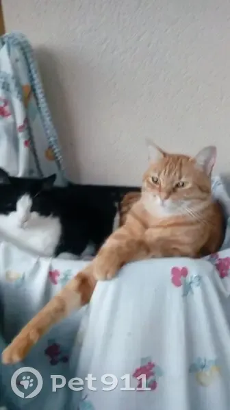 Chat tigré roux disparu à Aurignac - photo