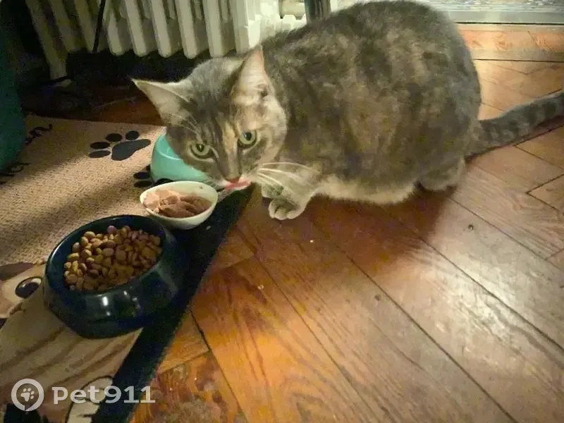 Chat Perdu à Bordeaux : Hawaï, 5 ans - photo