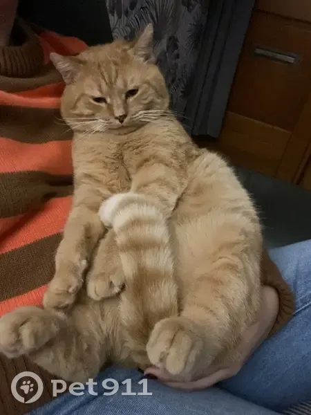 Chat perdu : cicatrice oreille, queue rousse - photo