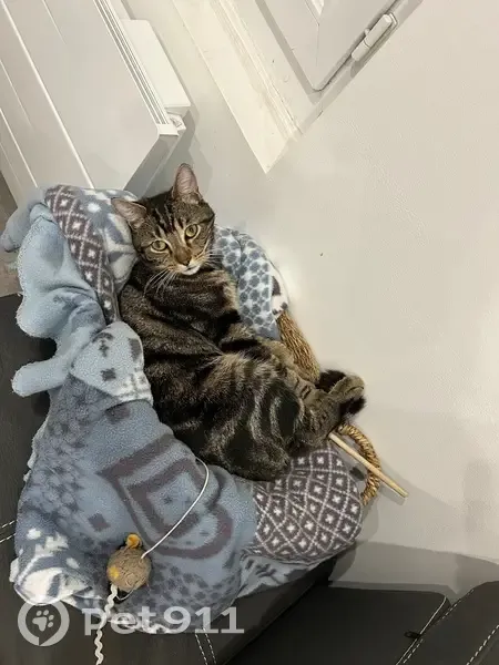 Chat tigré Rocket perdu au Havre - photo