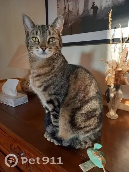 Chat tigré 7 ans perdu à Valencin - photo