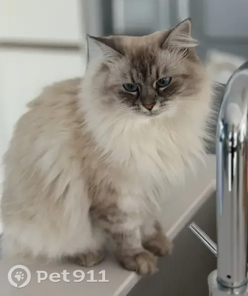 Chatte sibérienne perdue à Marcilly - photo