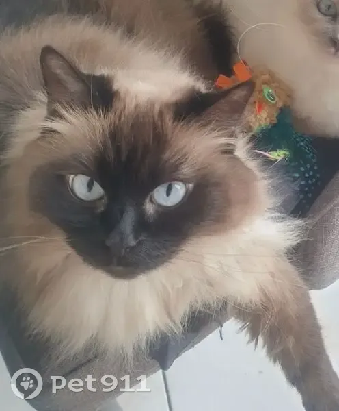 Chat Bianca perdu à Allouagne - photo