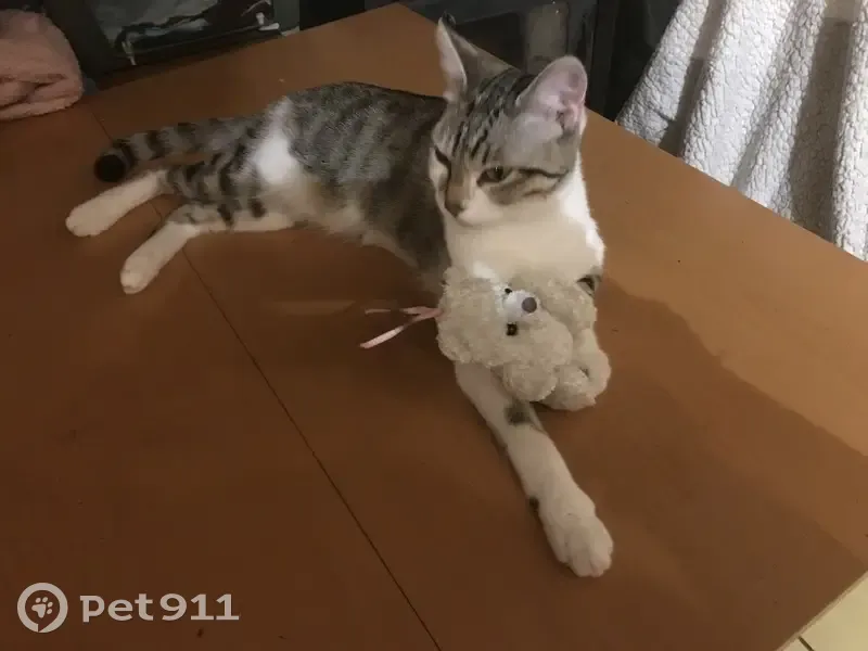 Chatte pucée perdue à Aucamville - photo