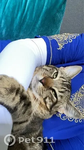 Chat mâle tigré 1 an perdu Argenteuil - photo