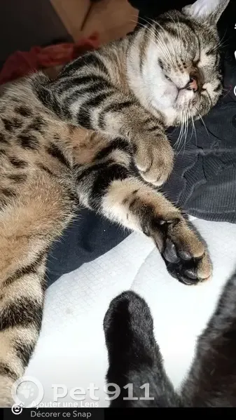 Chat tigré perdu à Tours Nord - photo