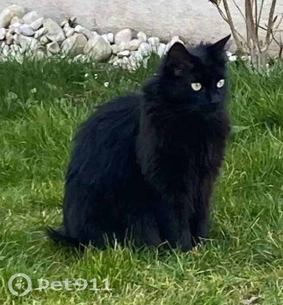 Chat noir femelle perdu à Chelles - photo