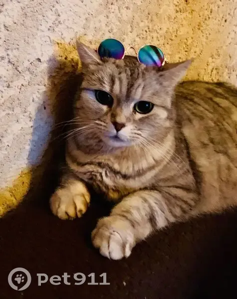 Chatte âgée disparue, Avenue Brown Séquart - photo