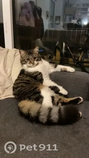 Chat perdu à Toulouse, Rue Léon Bourjade - photo