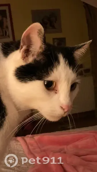 Chat perdu: Noir et blanc, sociable, Bellechasse - photo