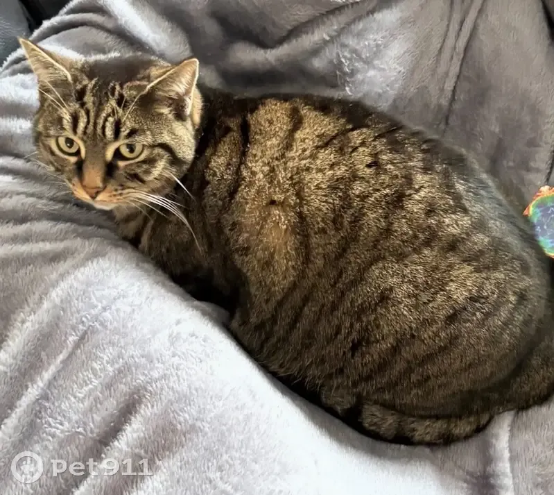 Chatte tigrée 4 ans perdue à Tours - photo