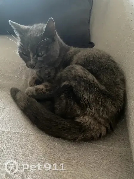 Chatte grise perdue à Angoulême - photo