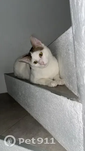 Chat perdu à Pégomas : mâle blanc tigré - photo