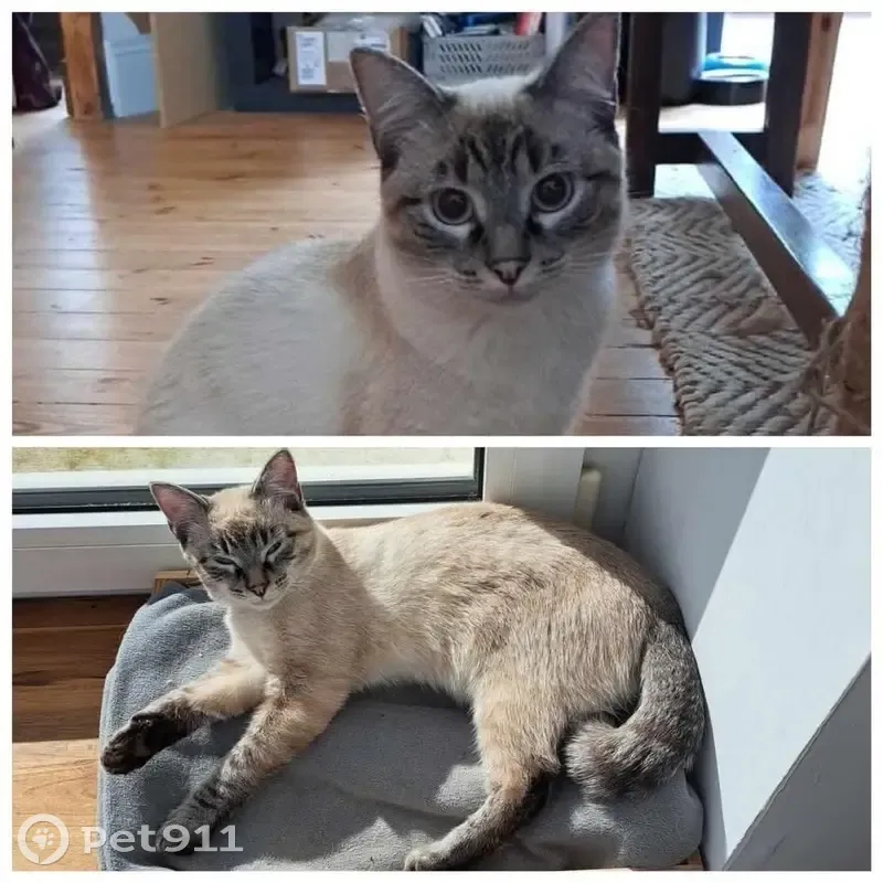 Chatte Mandou disparue à Brest - photo