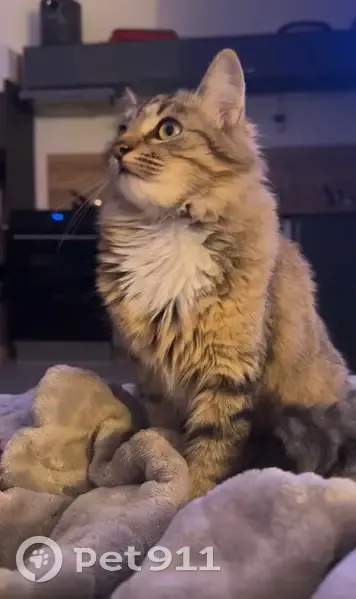 Chatte tigrée disparue à Nancy - photo