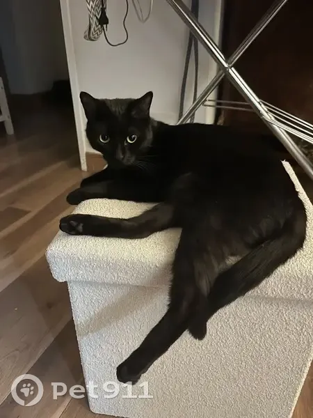 Chatte noire perdue à Sannois - photo