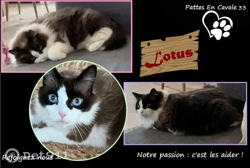 Ragdoll beige/marron perdu à Talence - photo