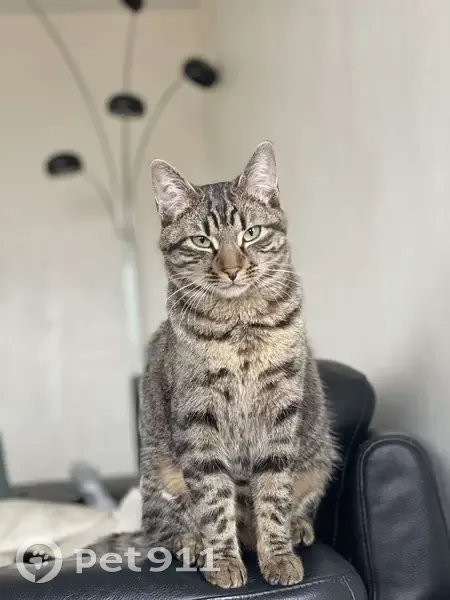 Chat perdu : Tigrou, tigré gris, Metz - photo