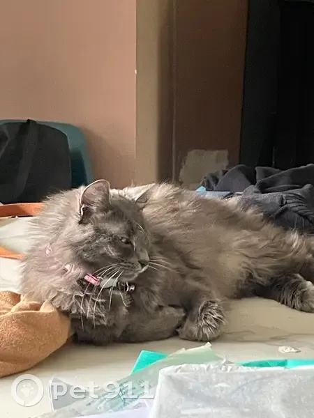 Chatte grise craintive perdue à Bordeaux - photo