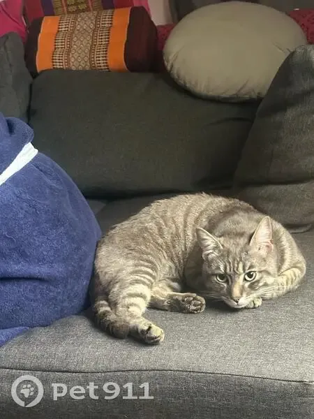 Chat trouvé affectueux Rue Lavoisier - photo