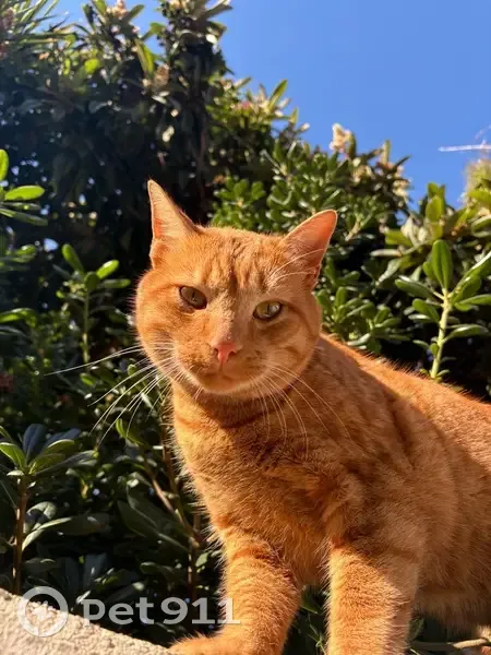 Chat roux 3 ans disparu à Cannes - photo
