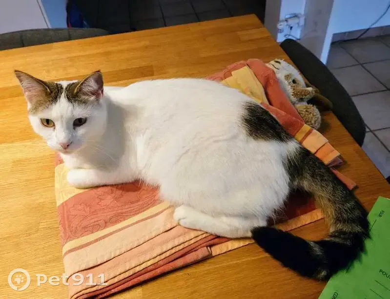 Chatte blanche 5 ans perdue à Antibes - photo