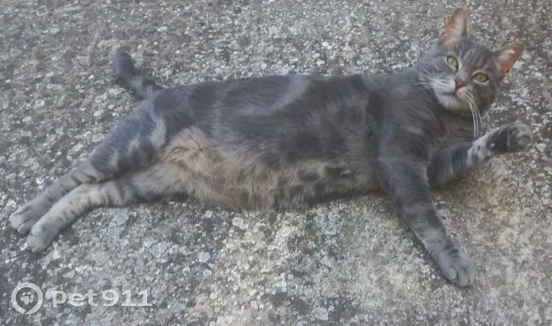 Chat perdu secteur 4 chemins, Toulon - photo