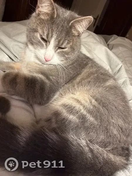 Chat gris tacheté perdu à Bourges - photo