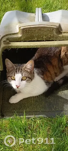 Chat perdu, jeune et sociable, Châteaubriant - photo
